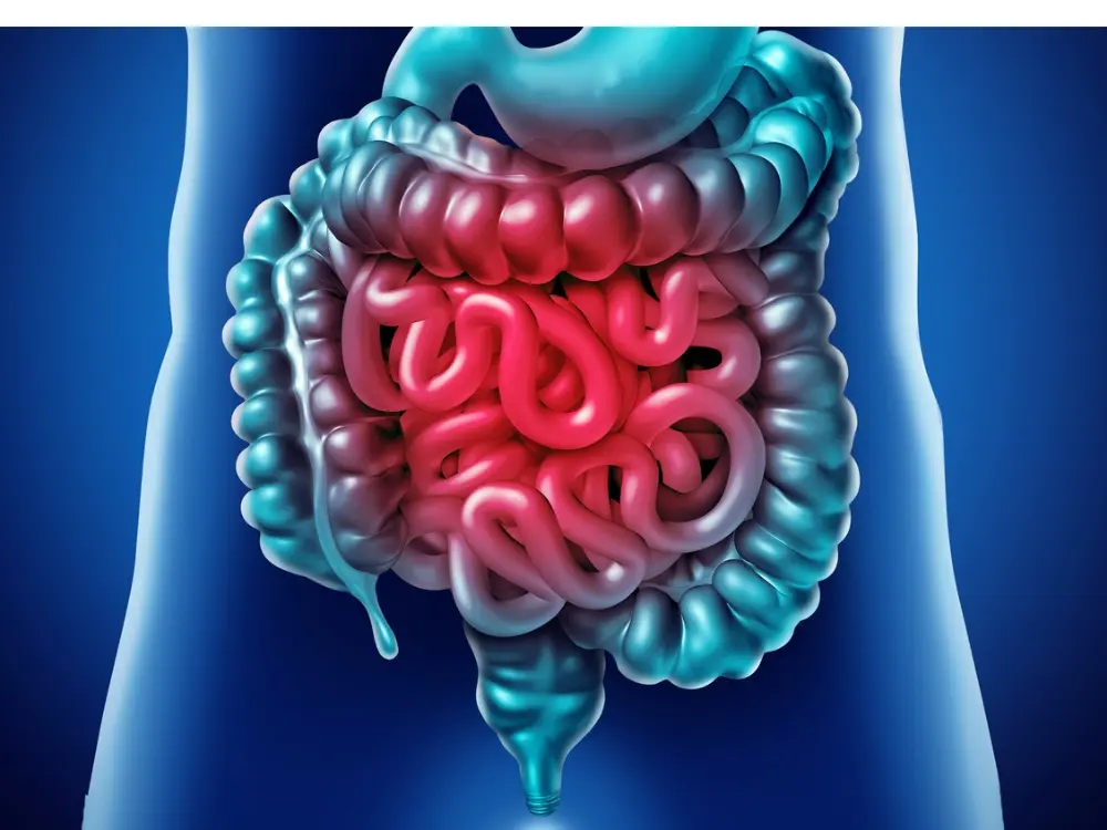 cover-microbiomasalud-intestinalmedicina-predictivacancerdepresionprobioticosprevencionalzheimerbienestar